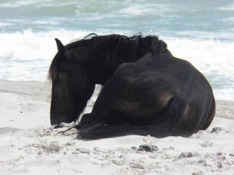 horse in sand