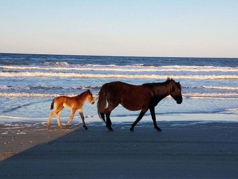 First Foal of 2019 Born to Historic Corolla Herd