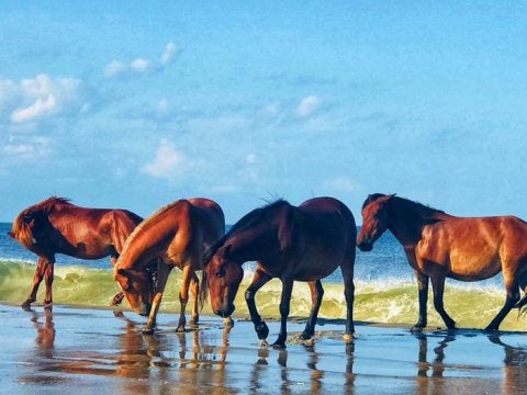 Corolla Wild Horse Fund Kicks Off Fundraiser