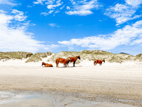 Corolla Vacation Rentals and the Majestic OBX Wild Horses
