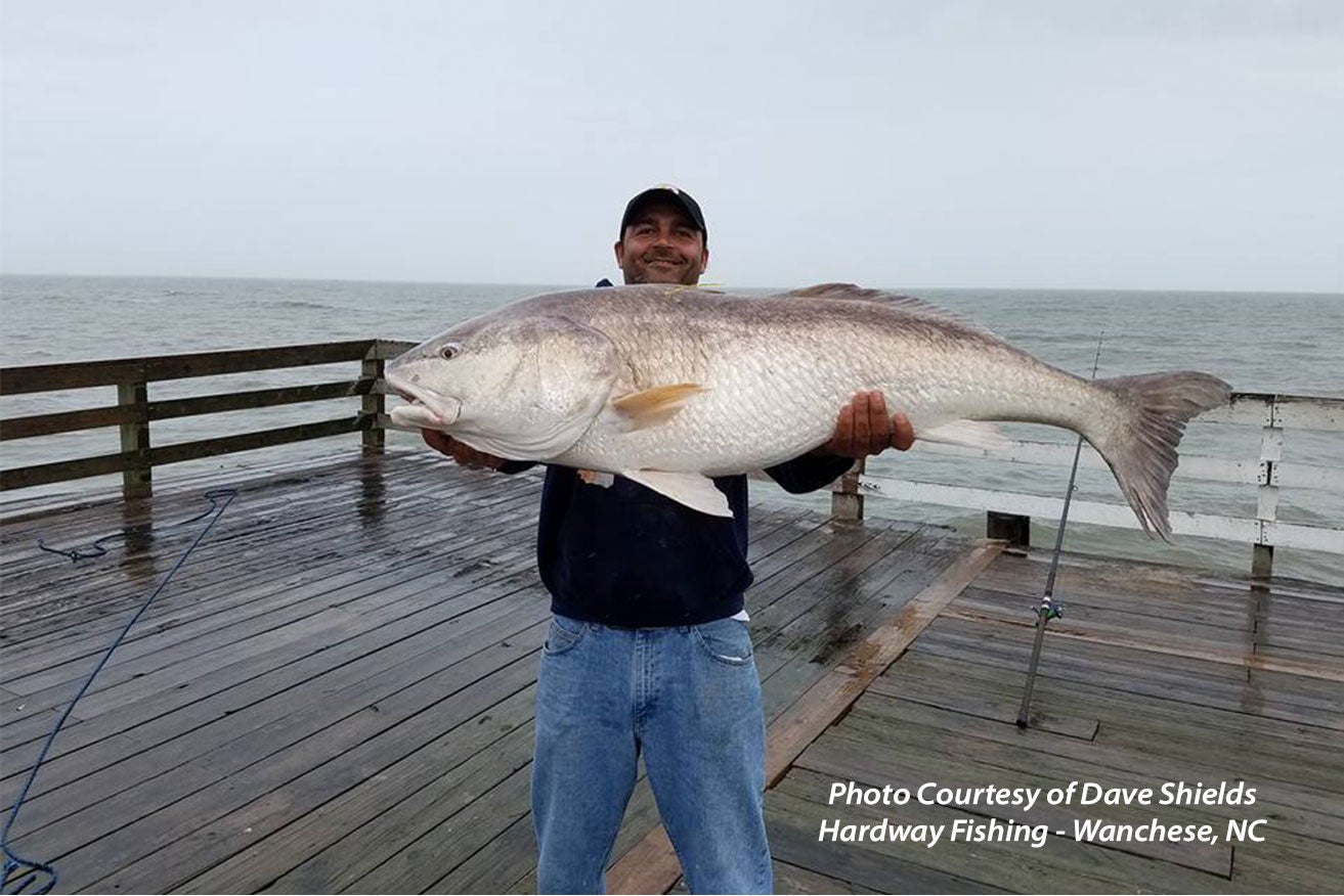 red drum