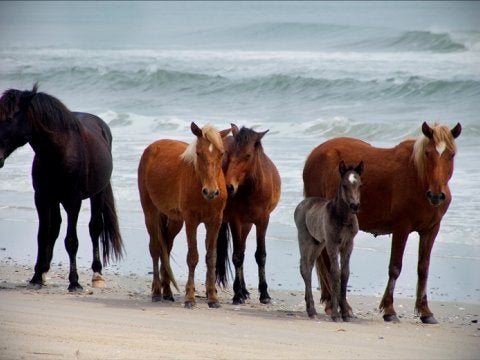 A Holiday Wish List from the Corolla Wild Horse Fund