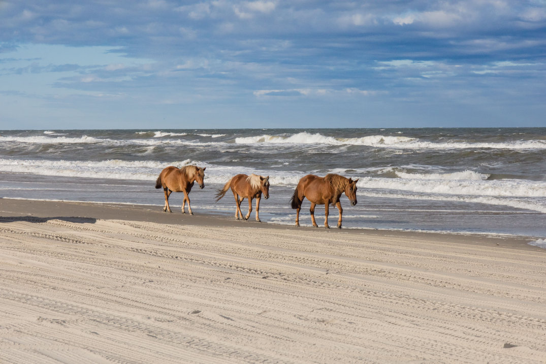 horses walking on the outer banks beach