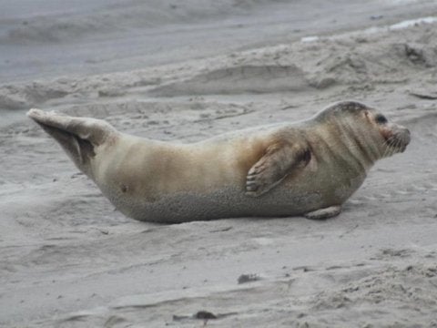 Seals on the Outer Banks