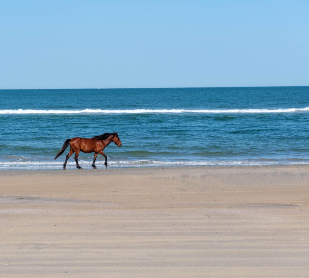 wild horse on outer banks beach