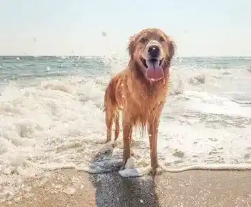 Golden retriever playing the waves