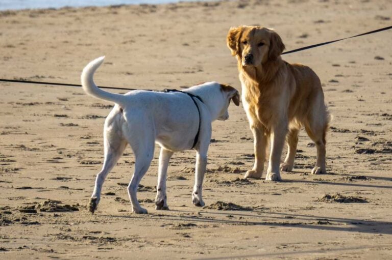 The-Most-Pet-Friendly-Spots-in-The-Outer-Banks-Parks-and-Beaches